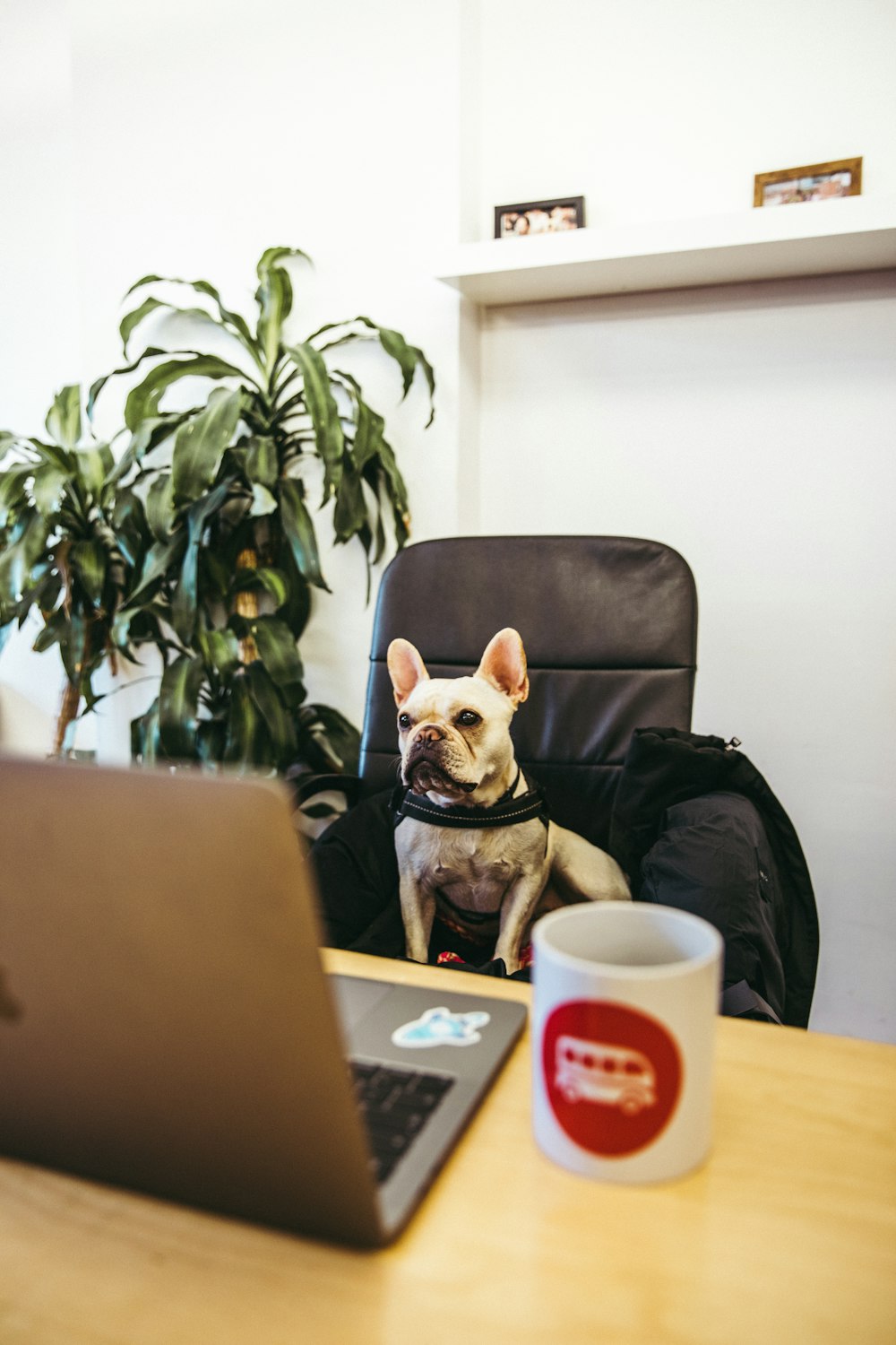 fawn pug sitting on black office rolling chair