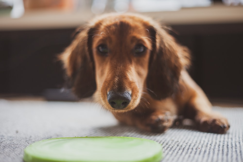 brown short coated dog lying on white textile