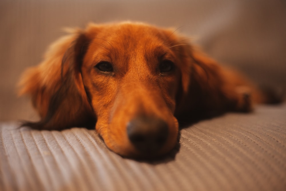 brown short coated dog lying on white textile