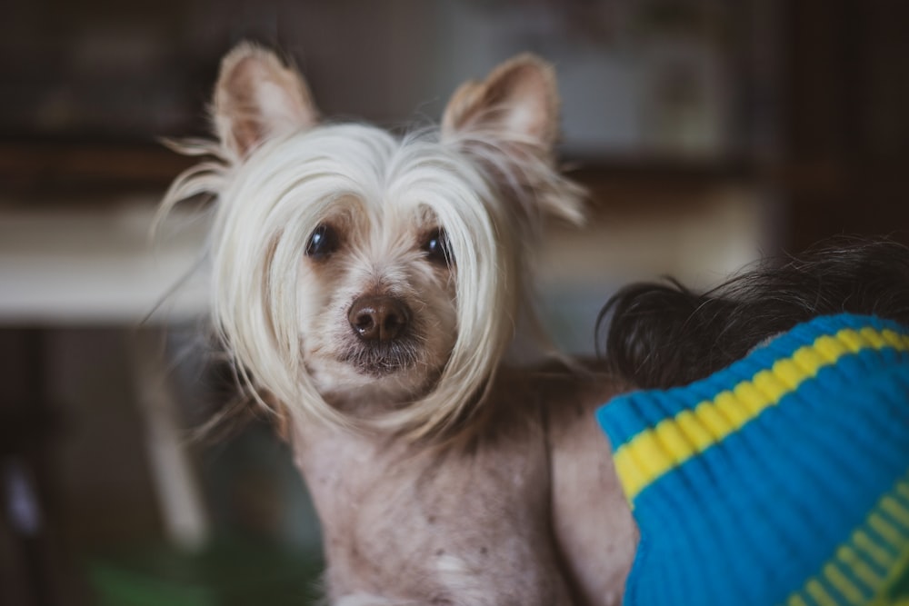 person holding white long coated small dog