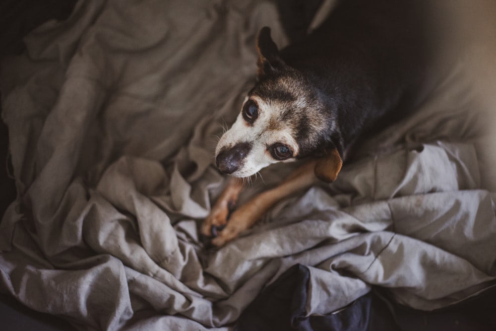 chien poil court noir et marron sur textile gris