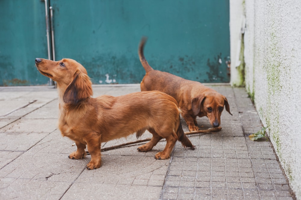 brown short coated medium sized dog sitting on brown concrete floor during daytime