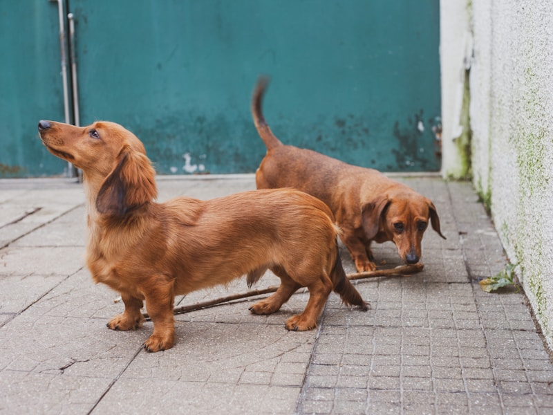 Dachshund