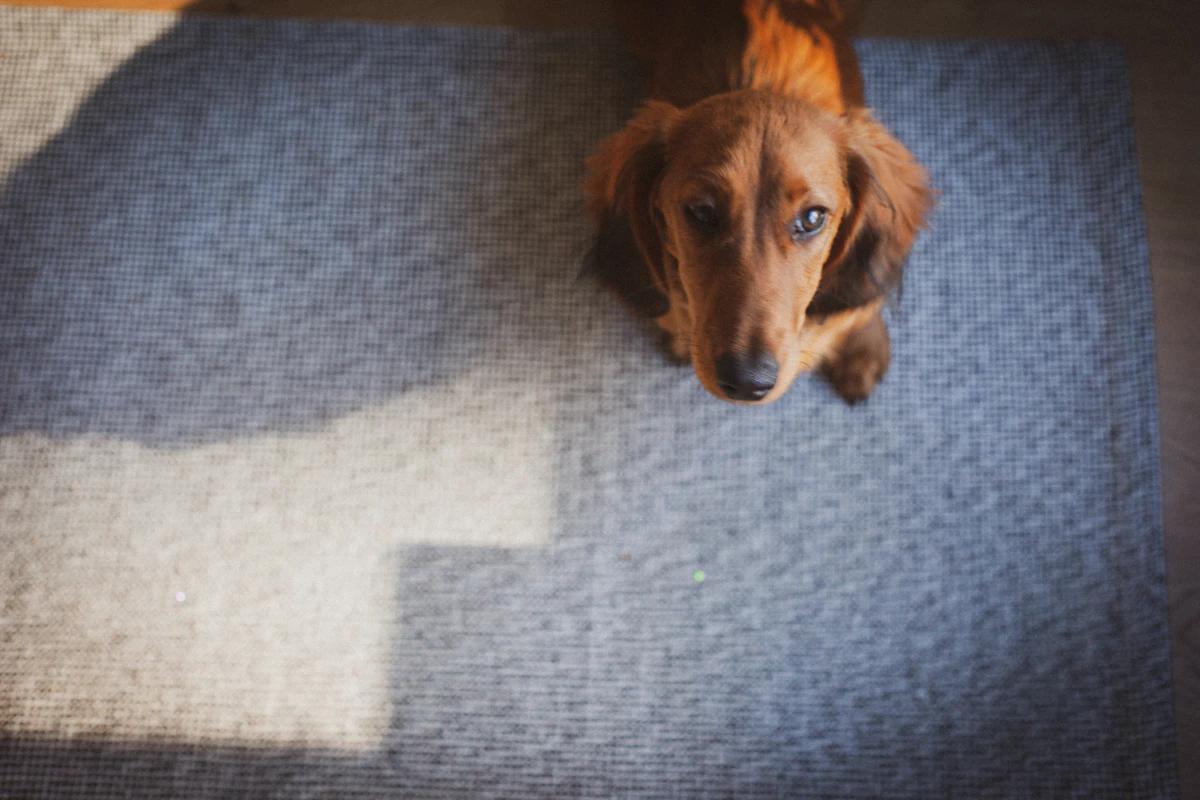 A long-haired dachshund sitting on a rug in warm window light, looking up attentively toward its handler