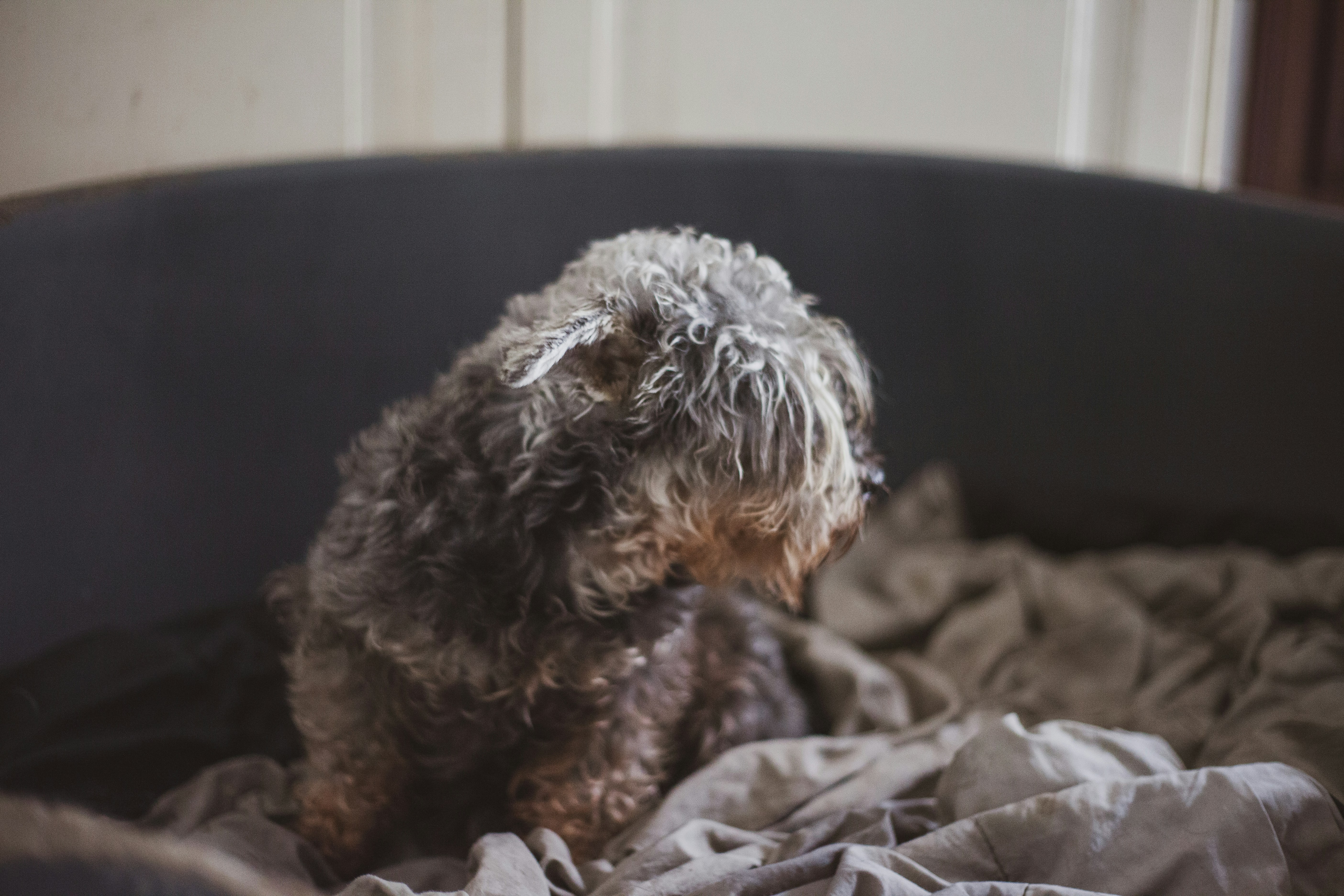 Photo by umdiariodecao