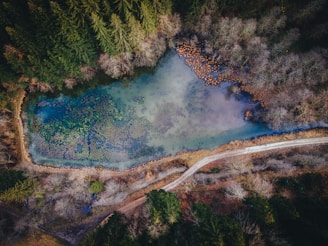 aerial view of green trees and blue lake during daytime