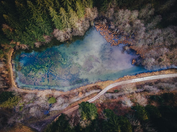 aerial view of green trees and blue lake during daytime