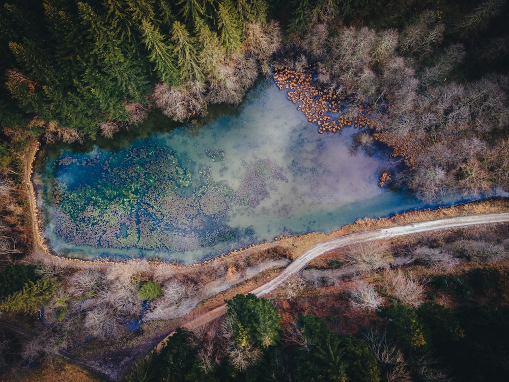 Vista aérea de árboles verdes y lago azul durante el día