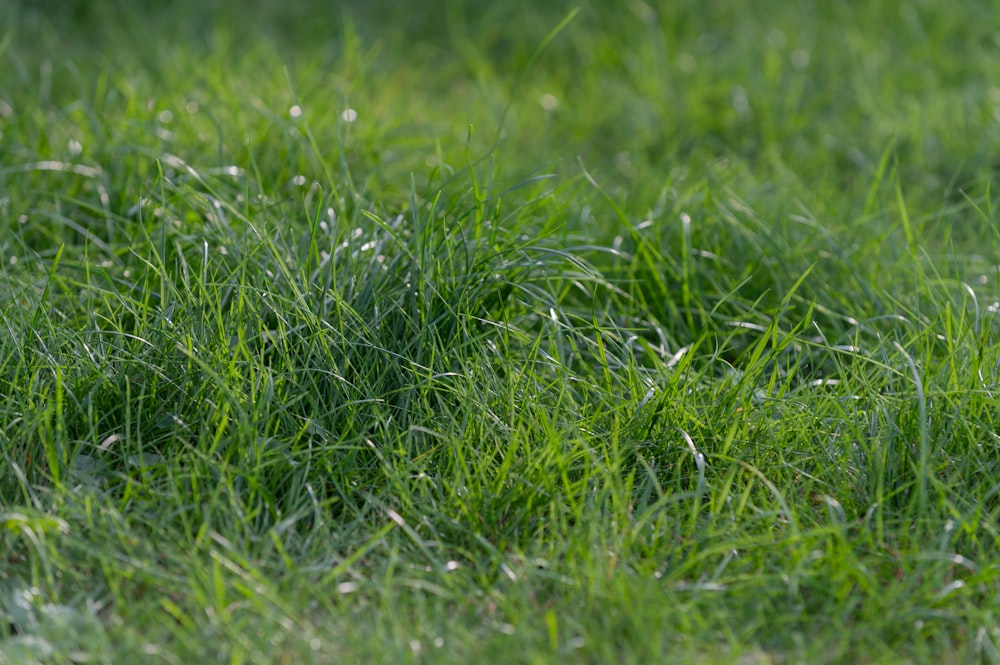 green grass field during daytime