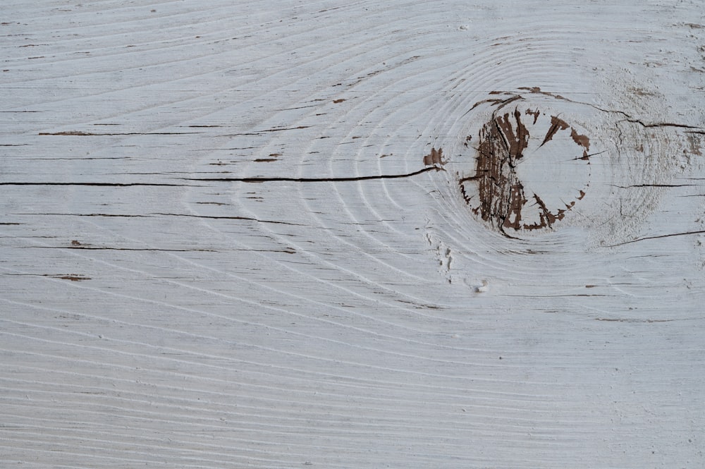 ramo d'albero marrone su superficie di legno bianca