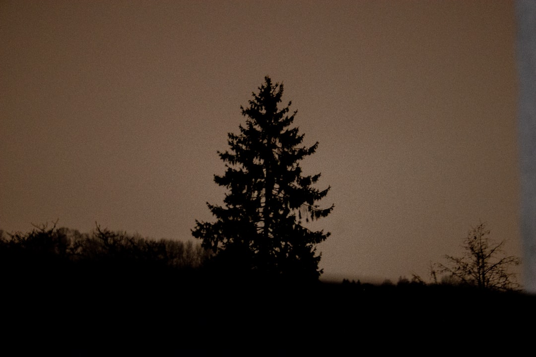 green pine tree during night time