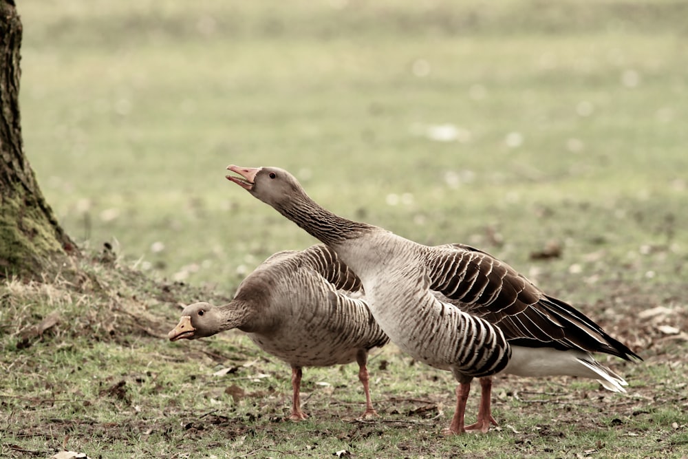 brown and black duck on green grass field during daytime