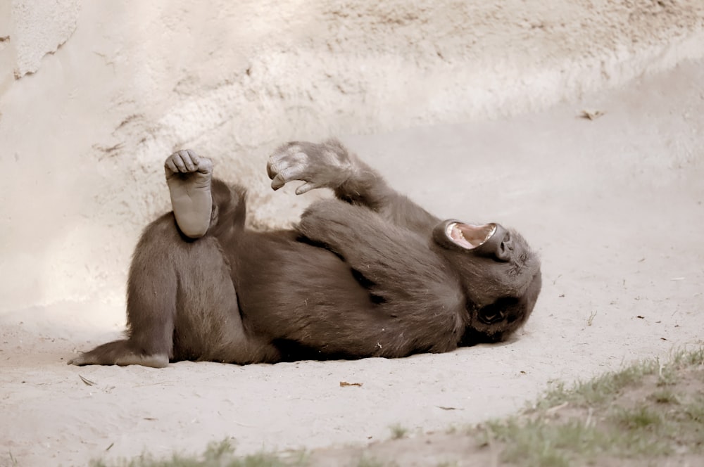 black gorilla lying on white sand during daytime