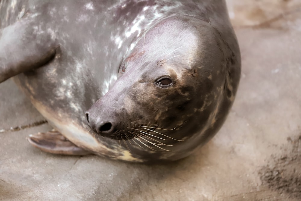 seal on white concrete floor