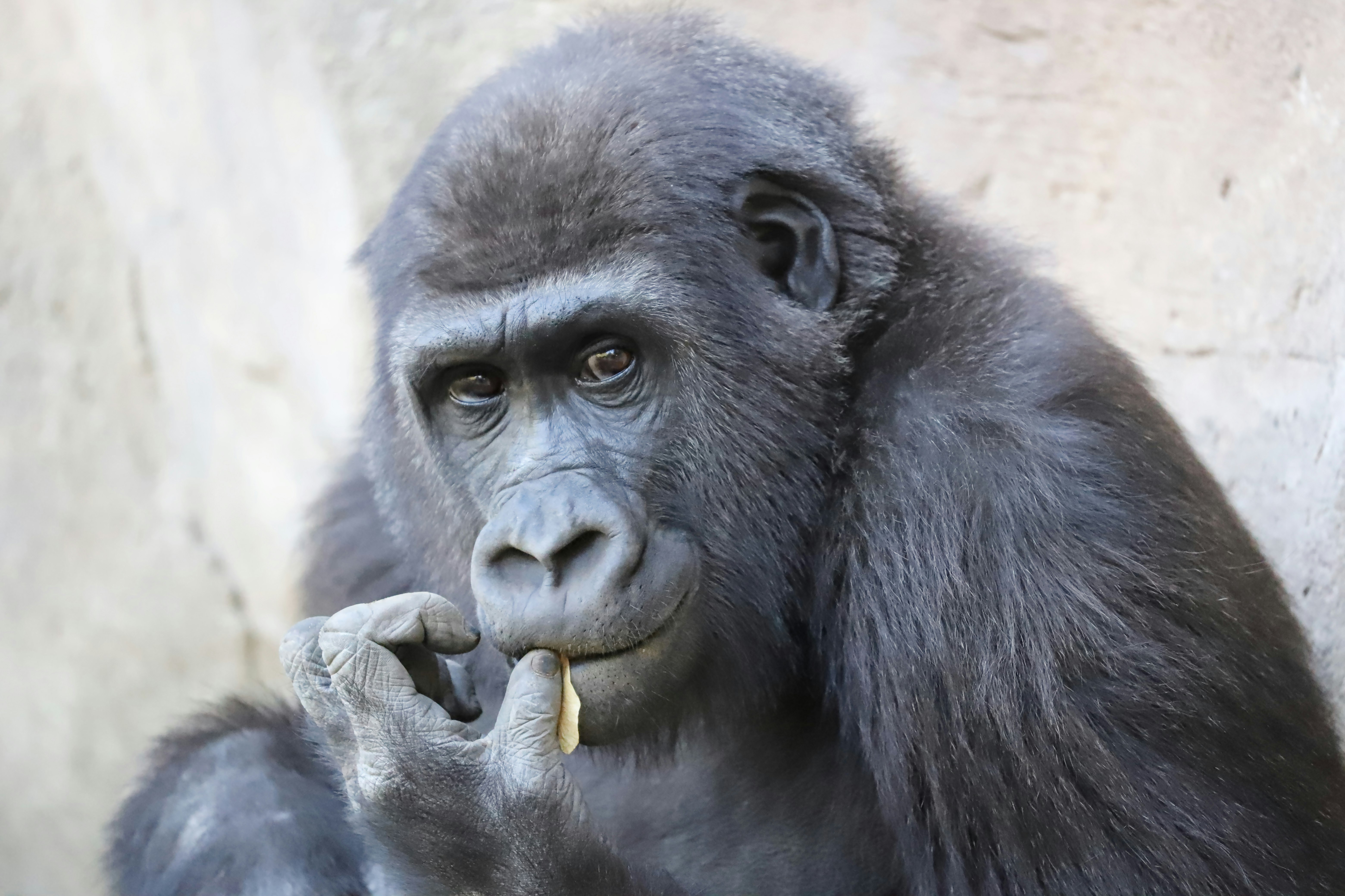 black gorilla holding brown stick