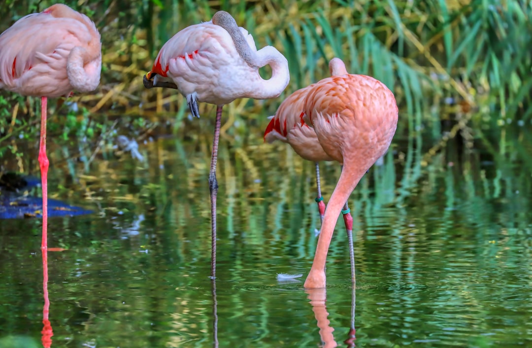 pink flamingos on water during daytime