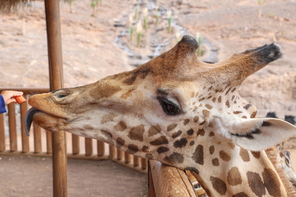 brown giraffe lying on brown wooden floor