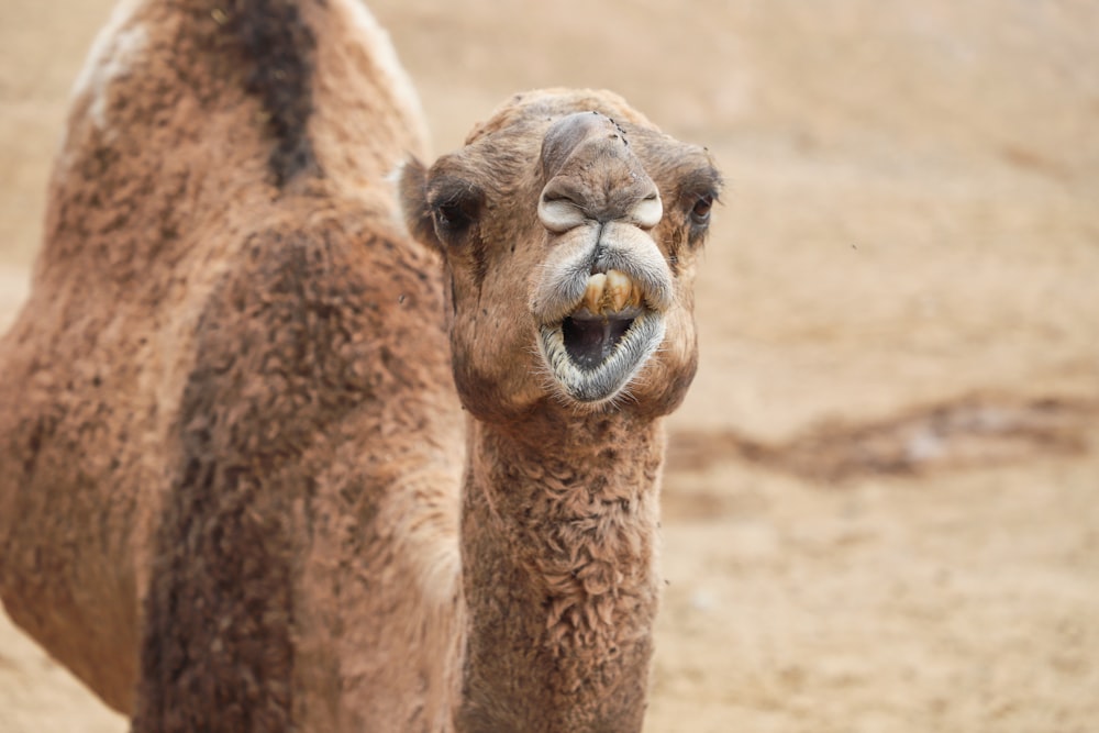 Braunes Kamel auf braunem Sand tagsüber