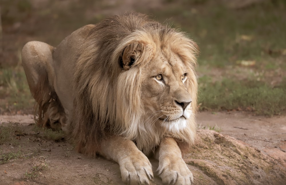 lion lying on brown soil during daytime