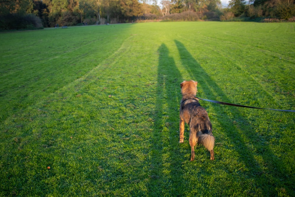 brown short coated dog on green grass field during daytime