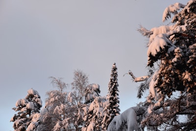 A peaceful winter scene with snow and calming essential oils.
