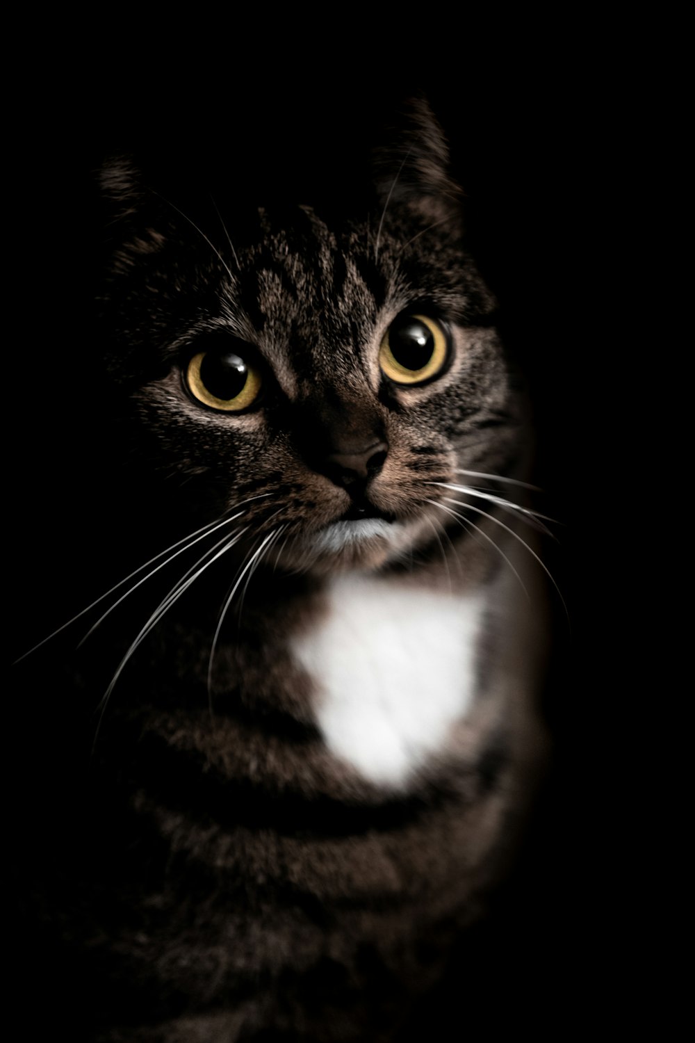 gato atigrado marrón en fondo negro