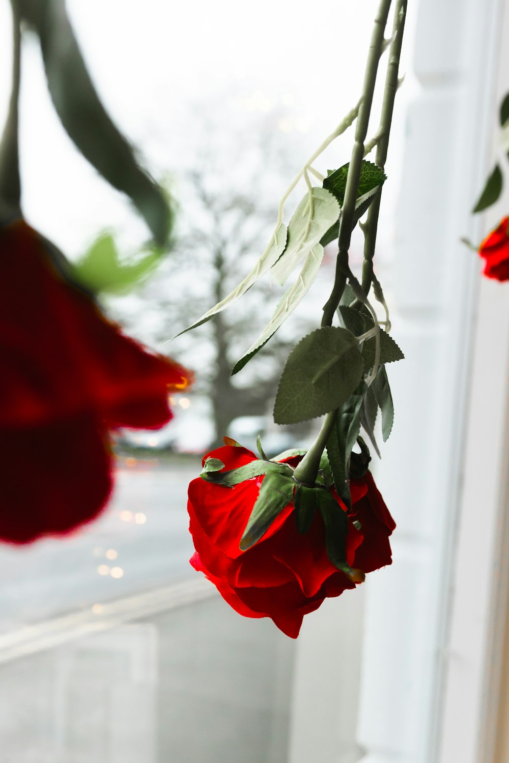 red rose in close up photography