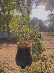 A small plant with green leaves and red stems is growing in a recycled plastic bottle used as a planter. This setup is hanging in an outdoor setting with sunlight filtering through the leaves of nearby trees, creating a serene and natural atmosphere.