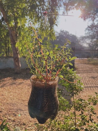 A small plant with green leaves and red stems is growing in a recycled plastic bottle used as a planter. This setup is hanging in an outdoor setting with sunlight filtering through the leaves of nearby trees, creating a serene and natural atmosphere.