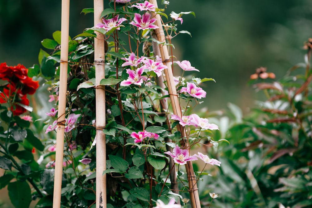 pink and white flower in tilt shift lens