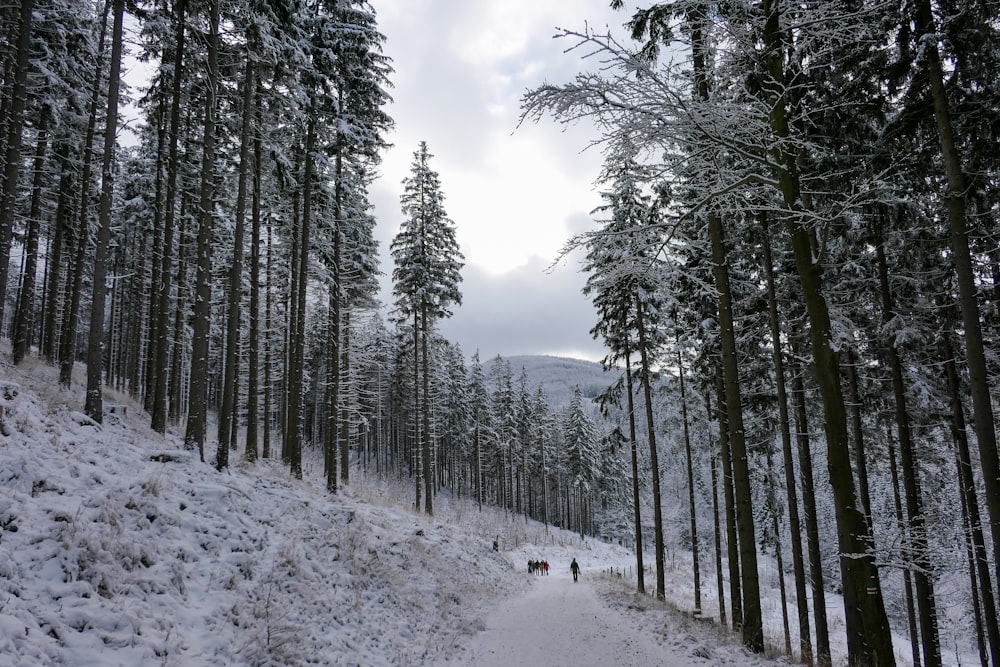 green trees on snow covered ground during daytime