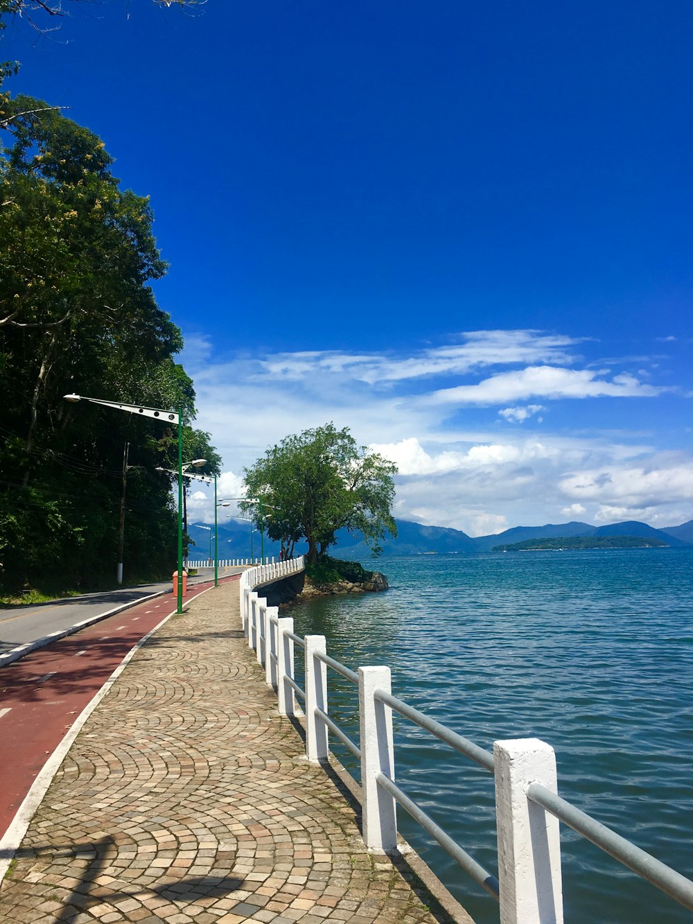 green trees near body of water during daytime