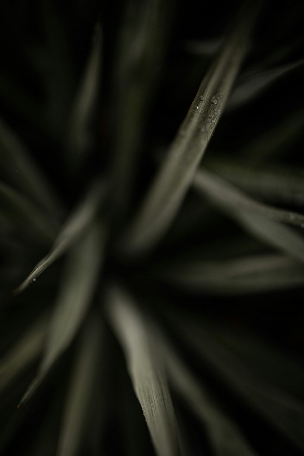 grayscale photo of plant stem