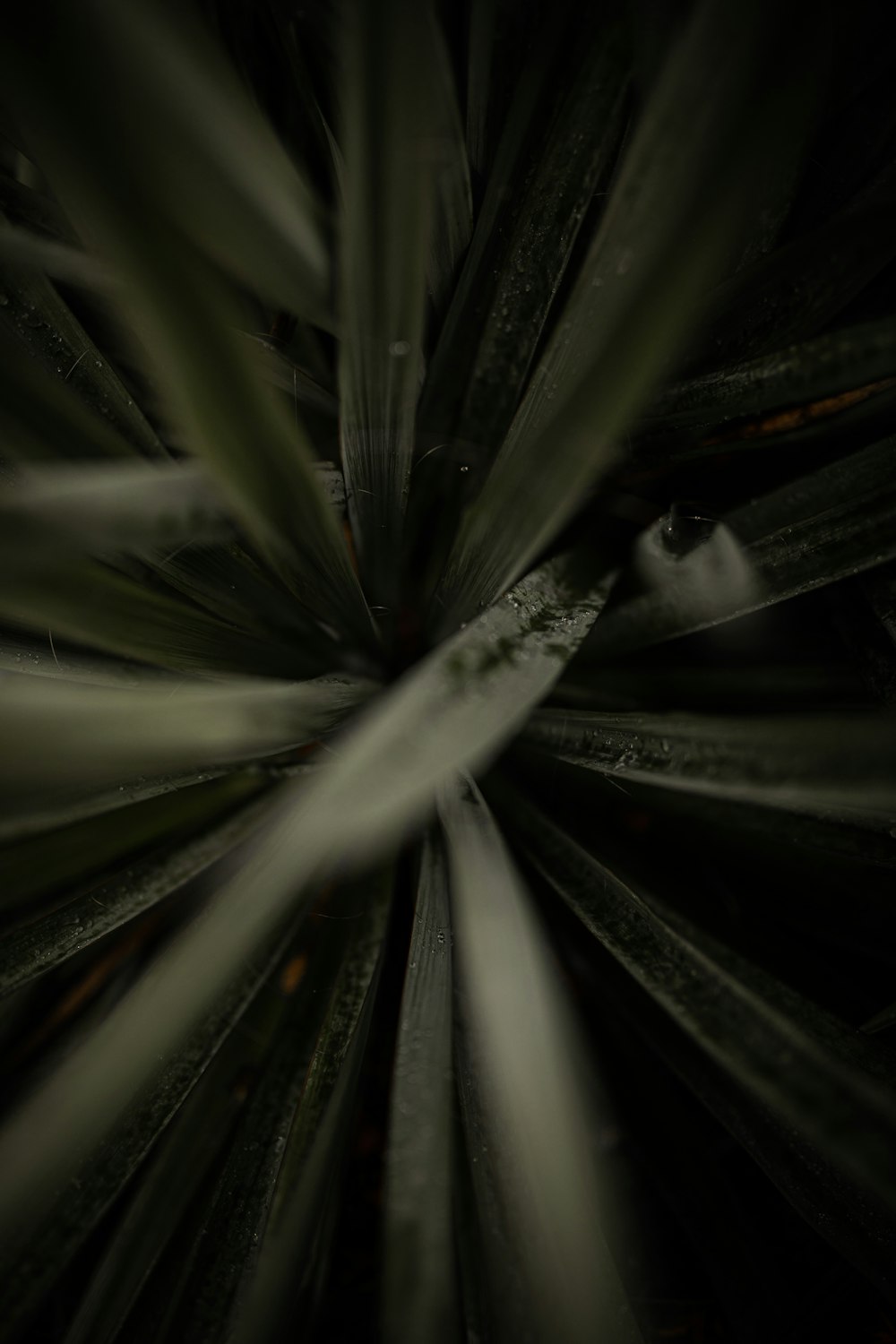 grayscale photo of water droplets on plant