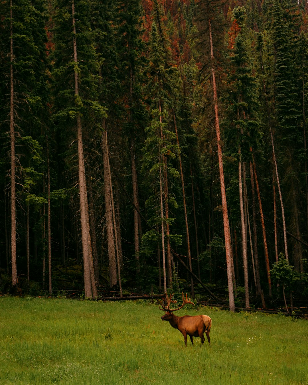 elk