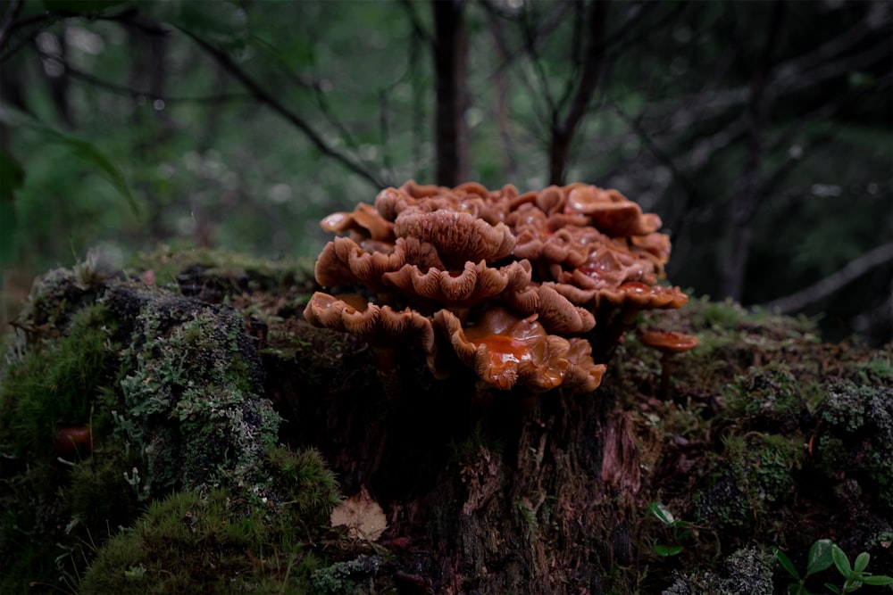 brown mushroom on black tree trunk