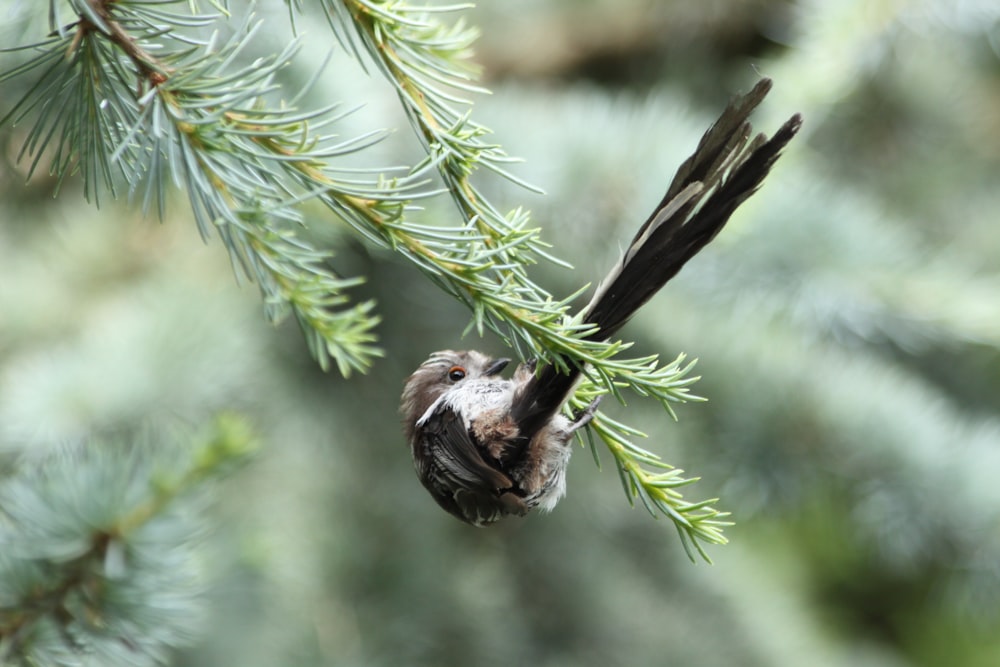 brown and white bird on green plant