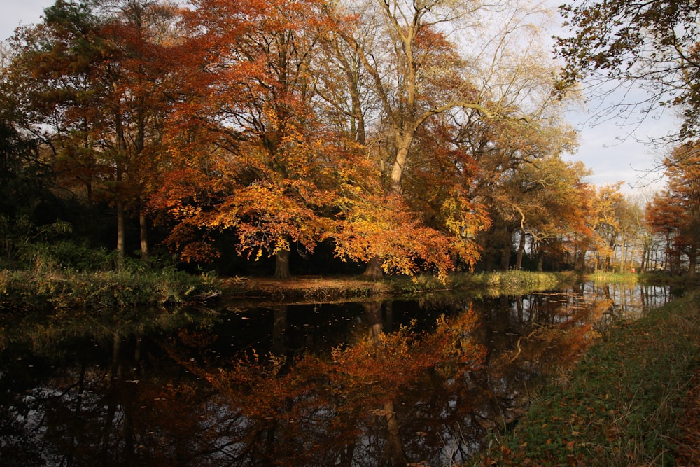 brown trees beside river during daytime