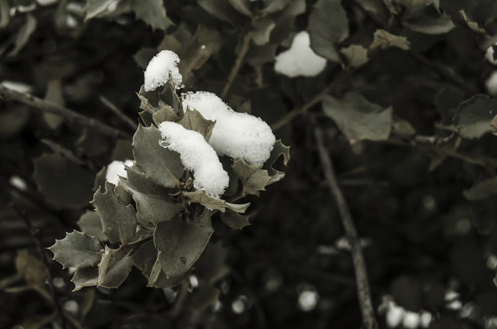 white flower with green leaves