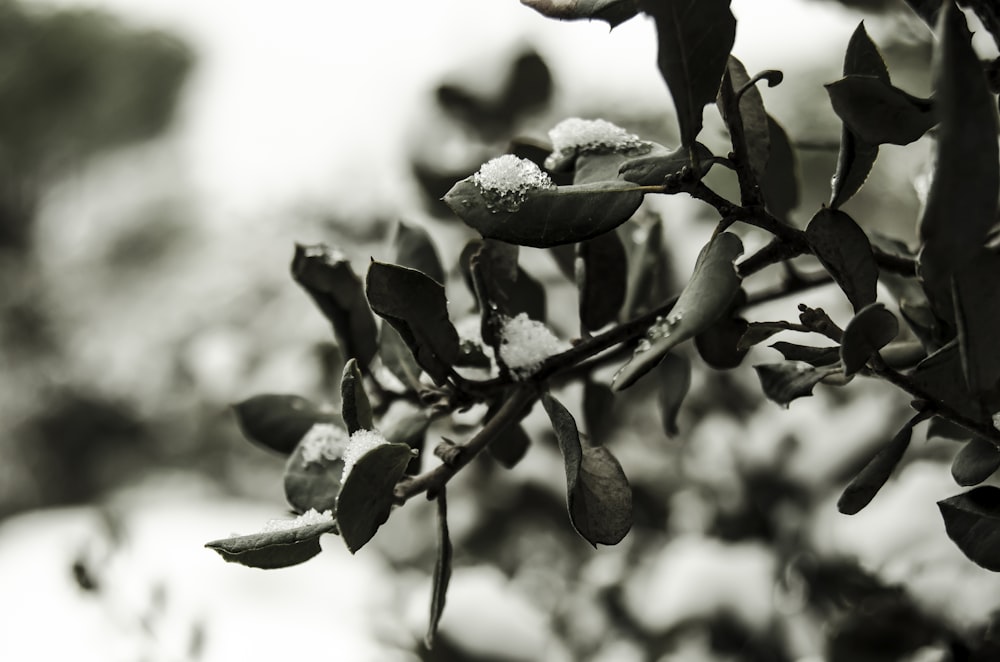 green leaves in tilt shift lens