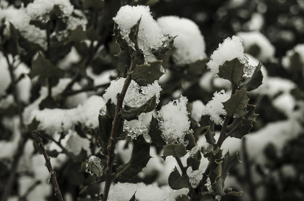 white flowers with green leaves