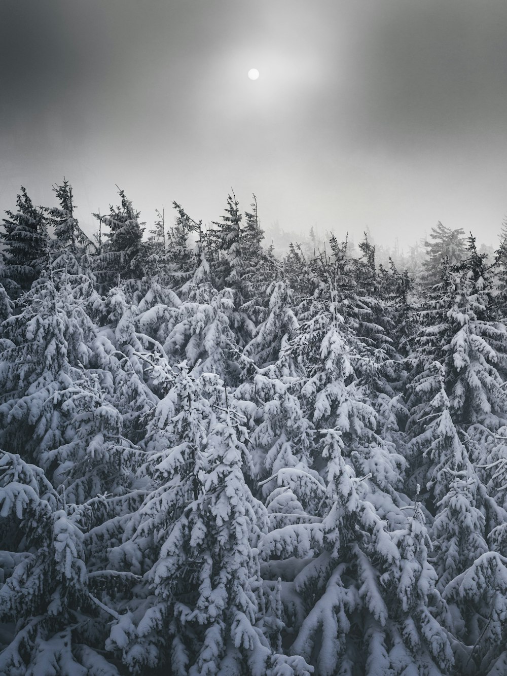 snow covered pine tree during daytime