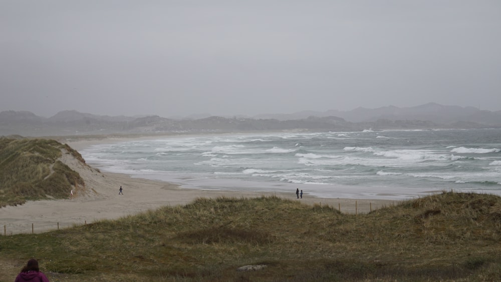 people on beach during daytime