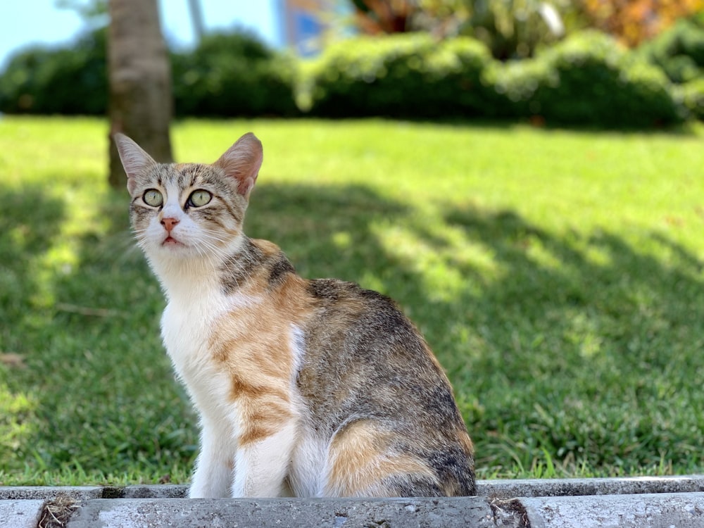brown and white tabby cat on gray concrete surface