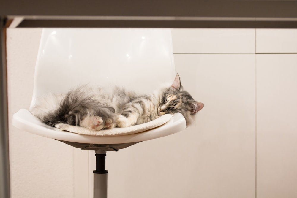 brown tabby cat on white and black cat bed