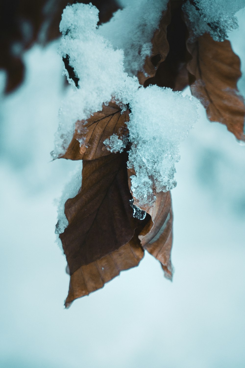 brown dried leaf covered with snow