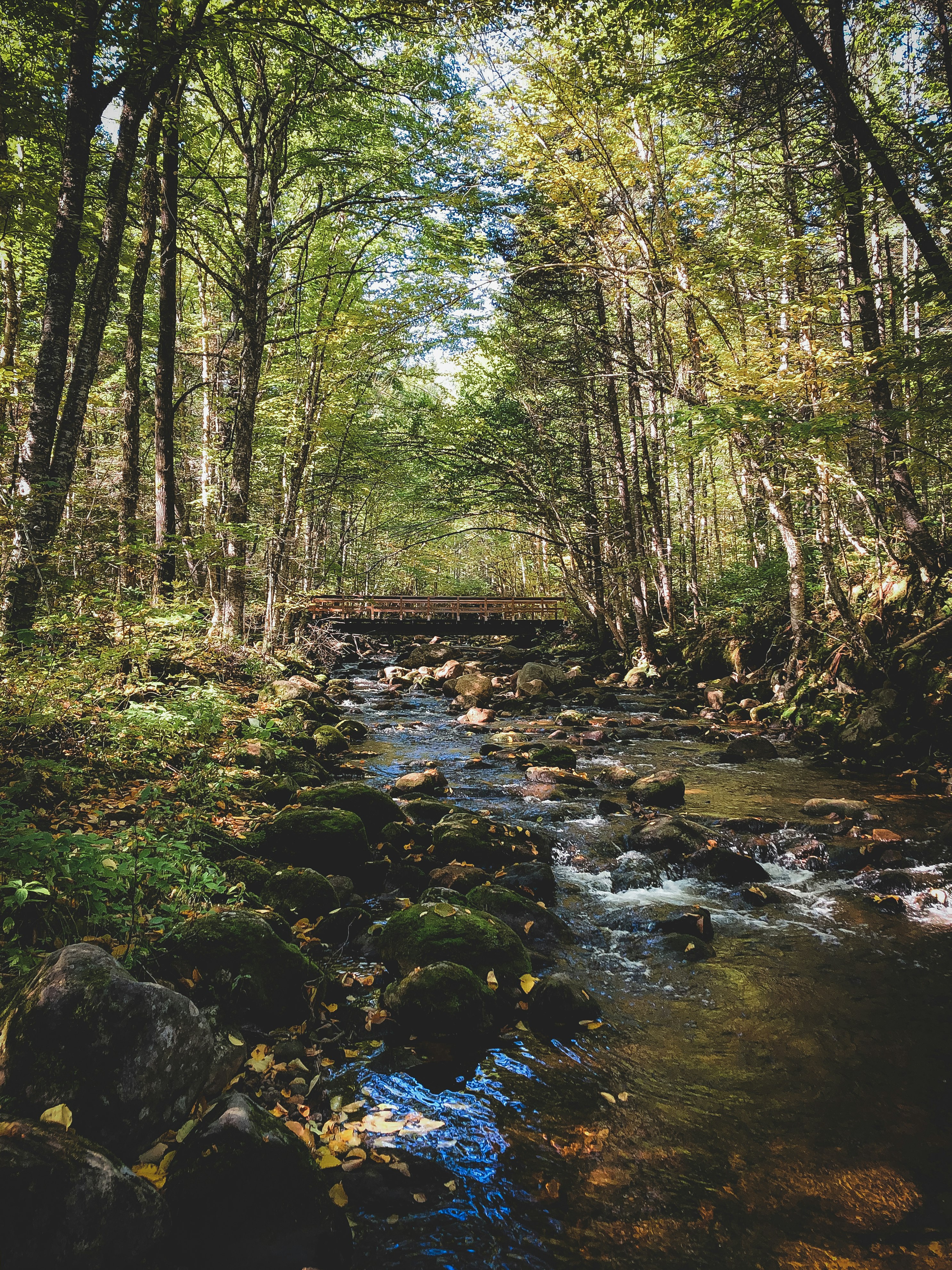 river in the middle of forest during daytime