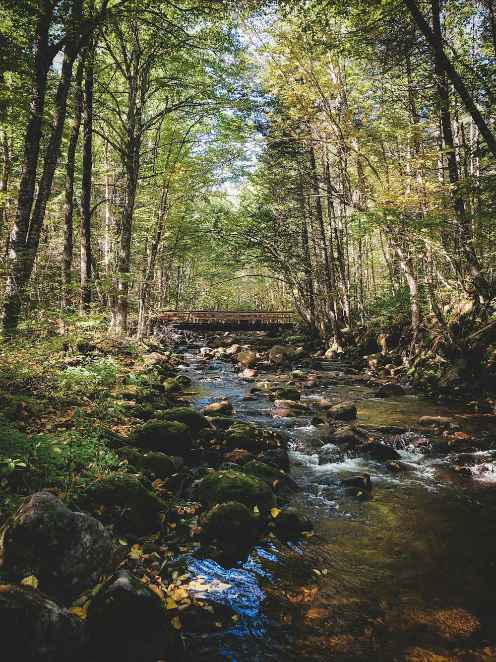 river in the middle of forest during daytime