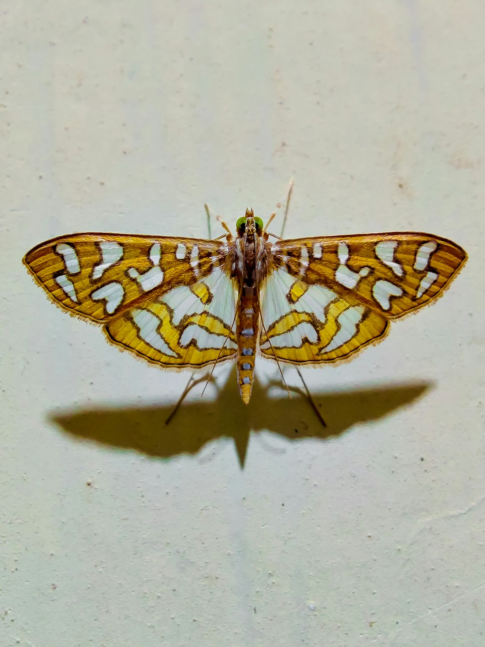 brown and black butterfly on white wall