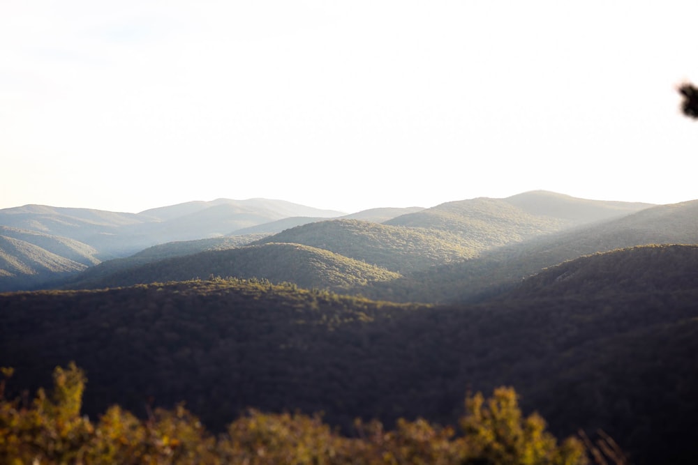 green trees on mountain during daytime